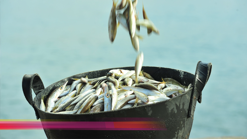 قروض الصيادين